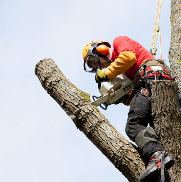 tree pruning services