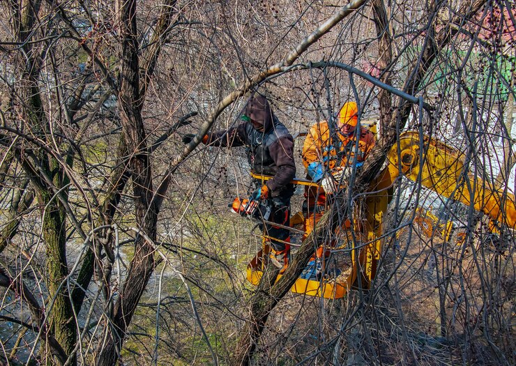 tree removal services