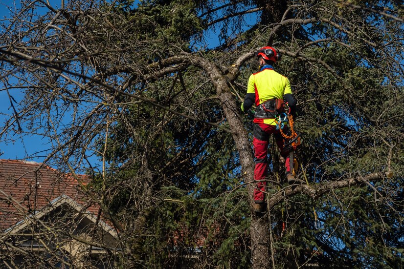 tree removal leominster