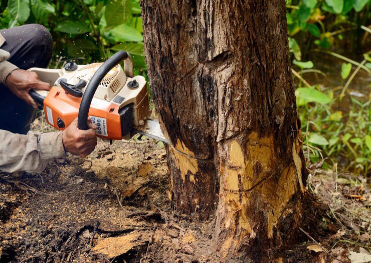 tree removal leominster ma