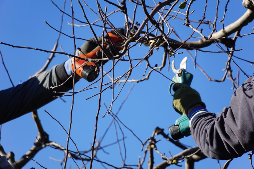 tree pruning leominster ma